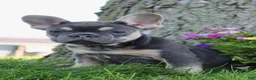 French Bulldog dogs for sale: Carmen - Ad 5