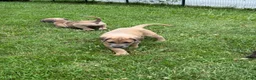 Great Dane dogs for sale: Great Dane 3 - Ad 4