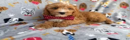Cavapoo dogs for sale: Chance - Ad 9