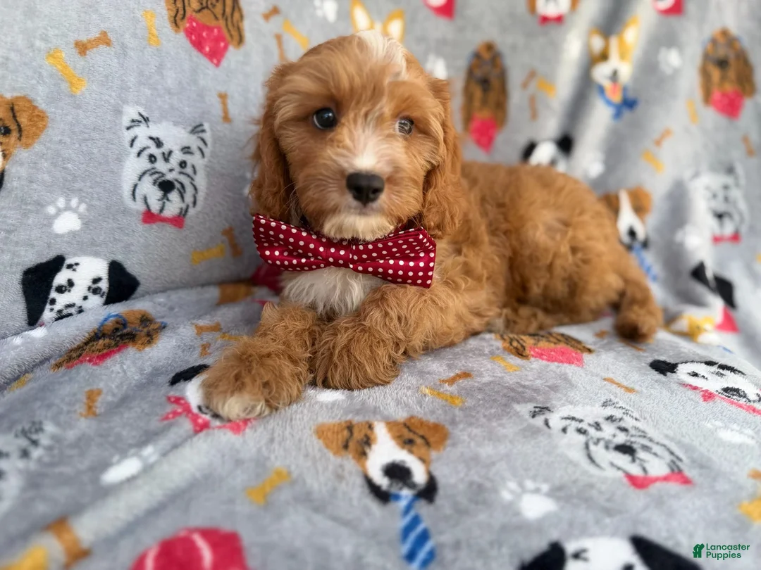 Cavapoo dogs for sale: Chance - Ad 9
