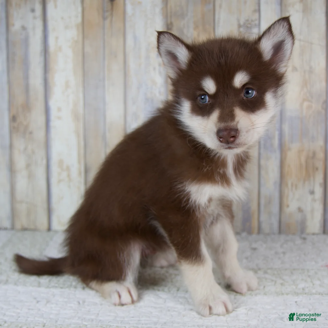 Pomsky dogs for sale: Copper - Ad 2