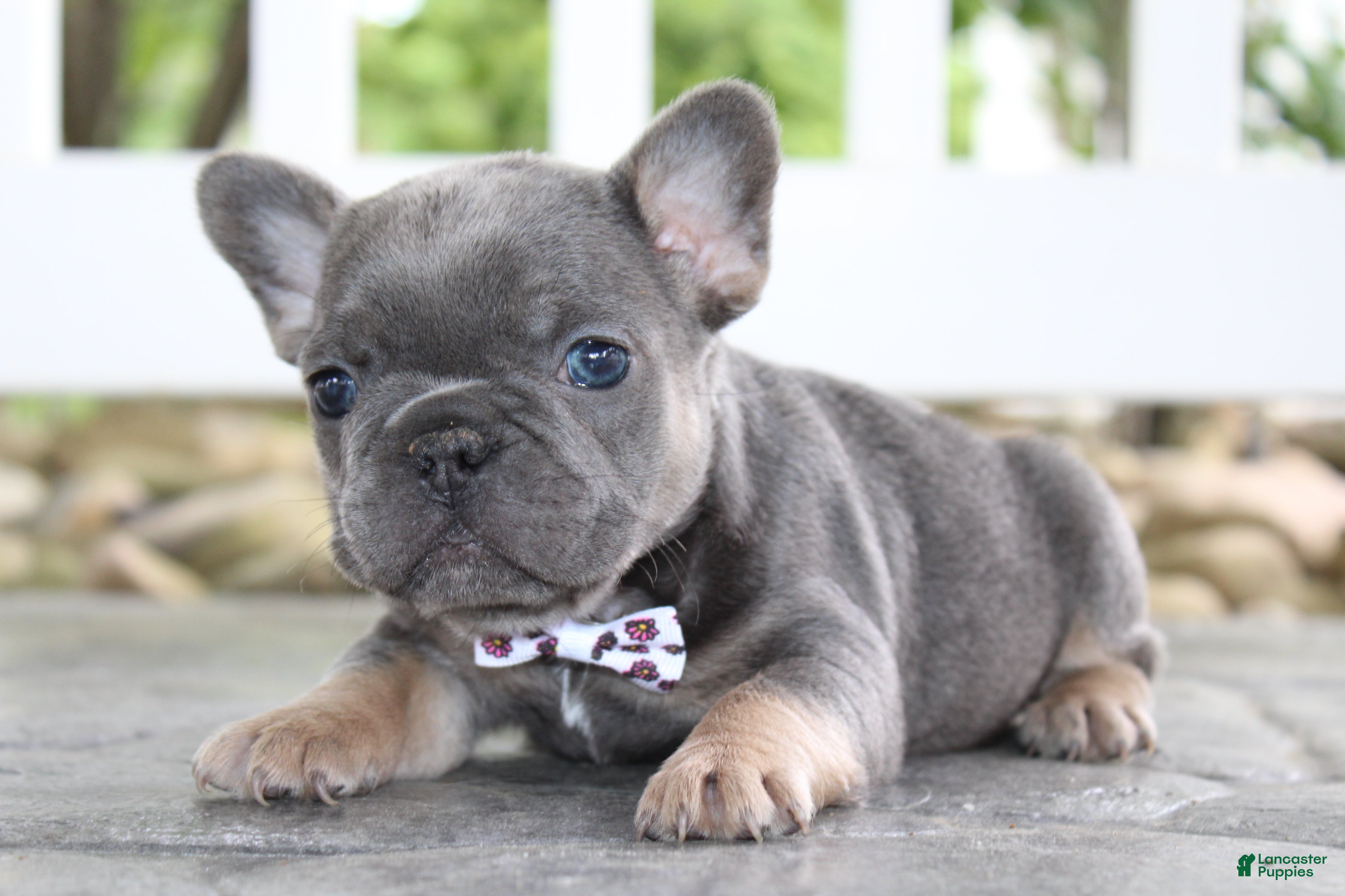 French Bulldog dogs for sale: AKC Zoe - Ad 10