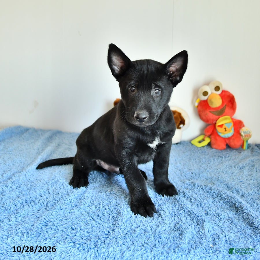 Belgian Malinois dogs for sale: Alonzo - Ad 2