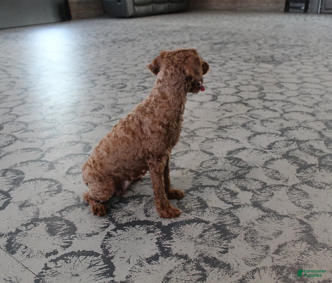 Miniature Poodle dogs for sale: Bella - Ad 9