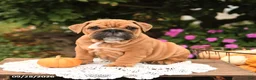 English Bulldog dogs for sale: Finn - Ad 1