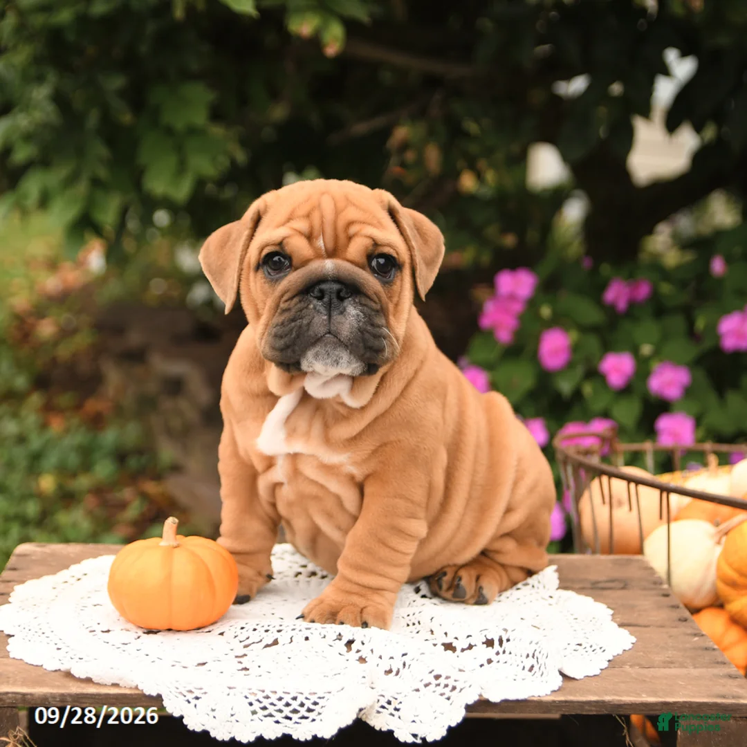 English Bulldog dogs for sale: Finn - Ad 1