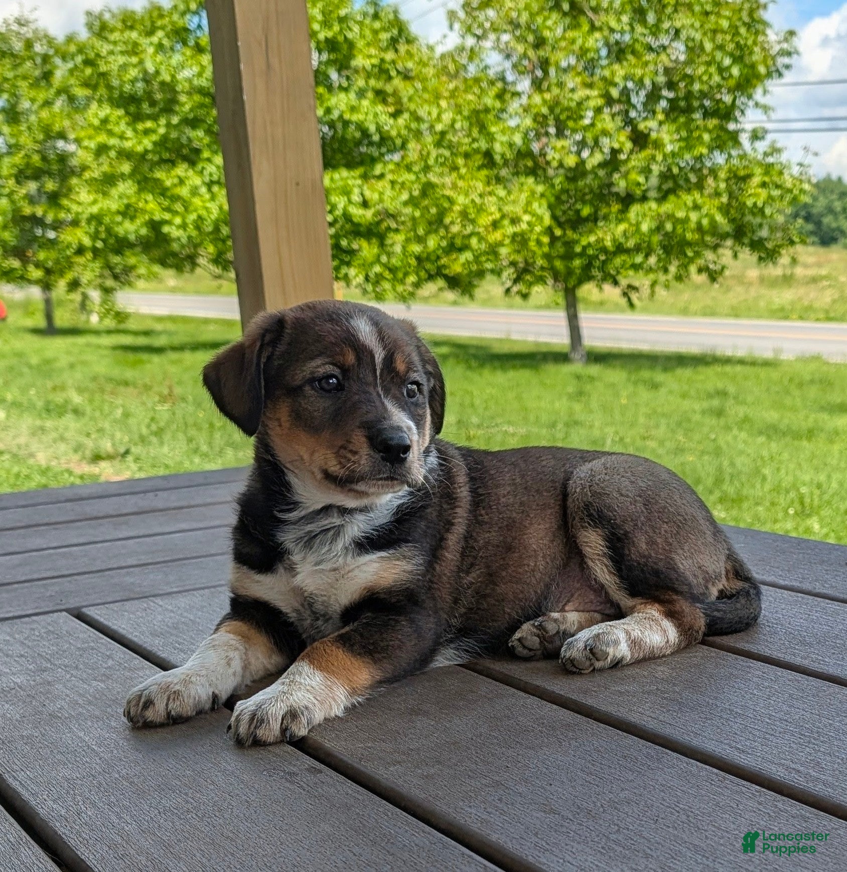 Mixed Breed dogs Pansy - Ad 1
