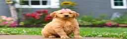Golden Retriever dogs for sale: Barba - Ad 3