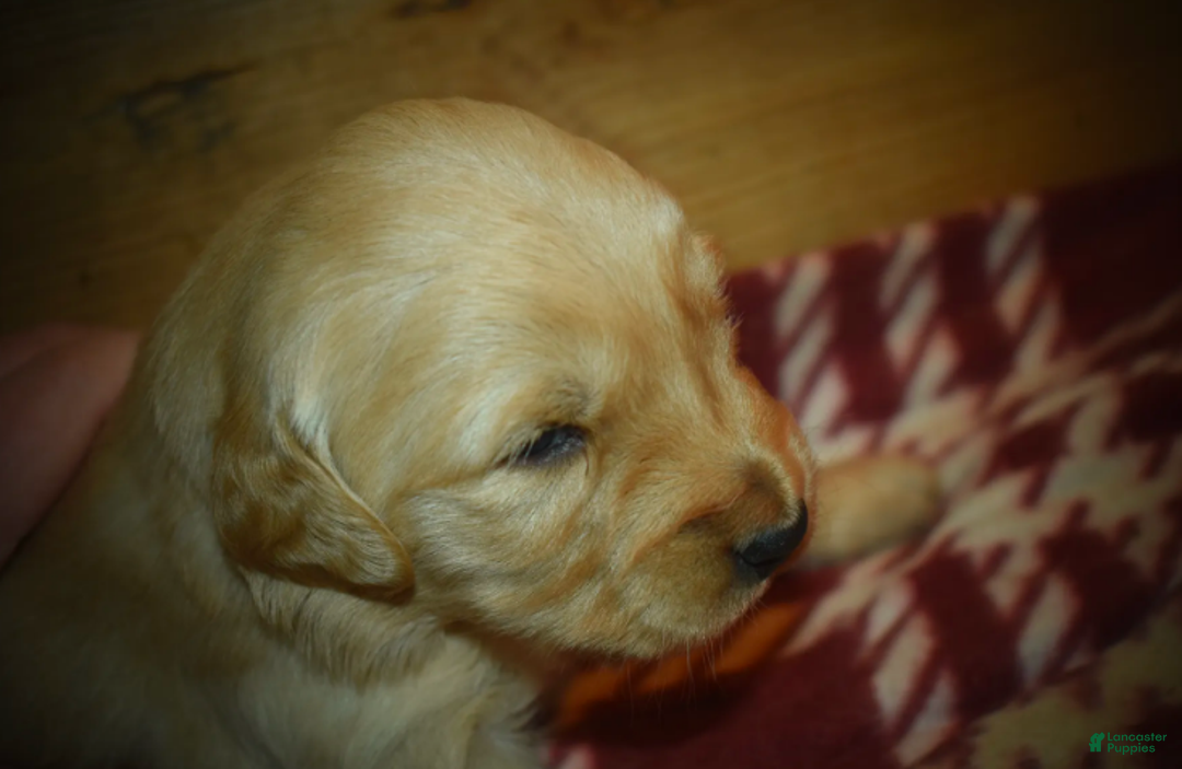 Golden Retriever dogs for sale: Ranger - Ad 8