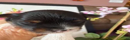 Biewer Terrier dogs for sale: Biewer Terrier. DIVA - Ad 5