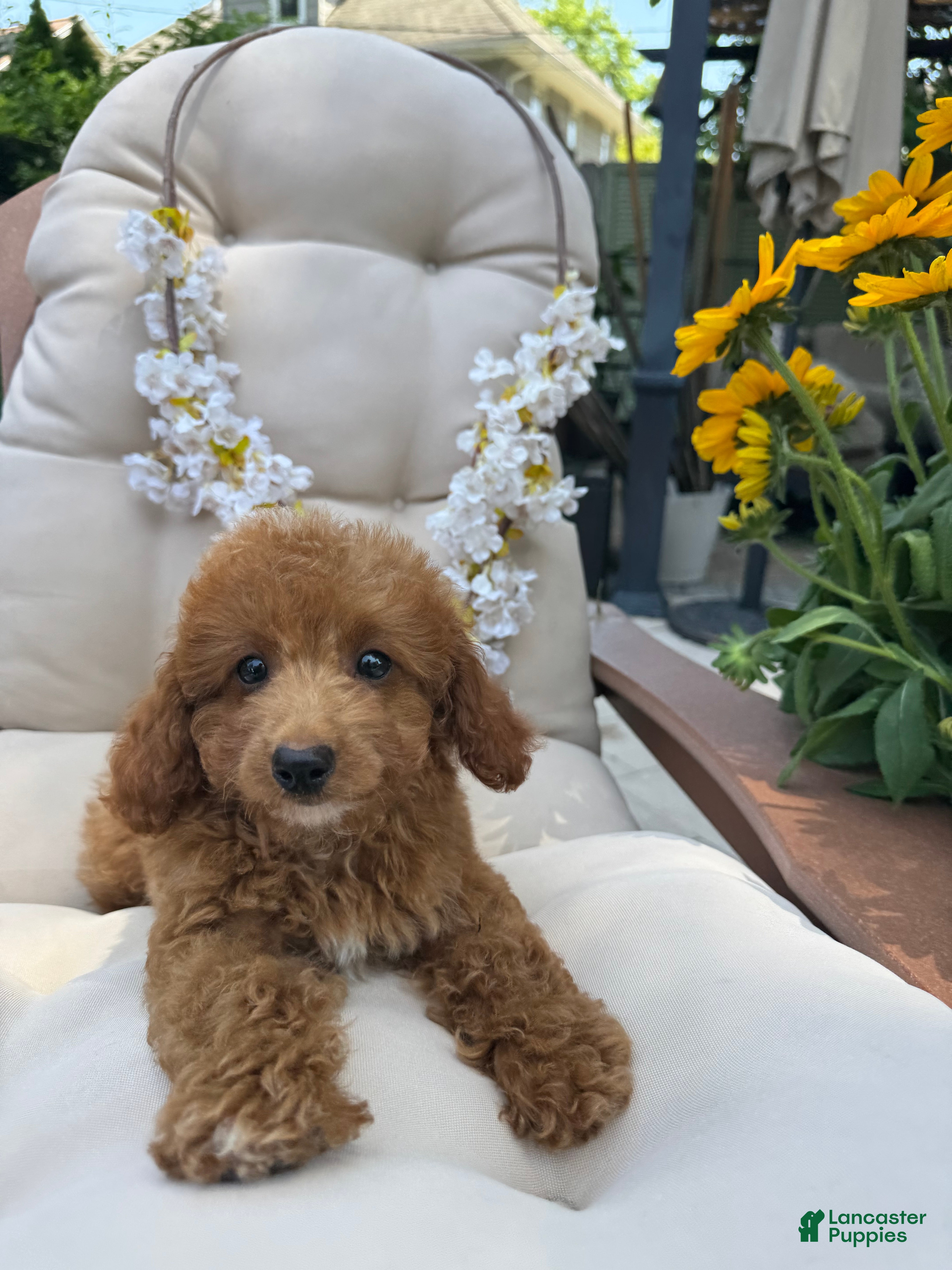 Cavapoo dogs for sale: Lilly  - Ad 2