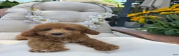 Cavapoo dogs for sale: Lilly  - Ad 1