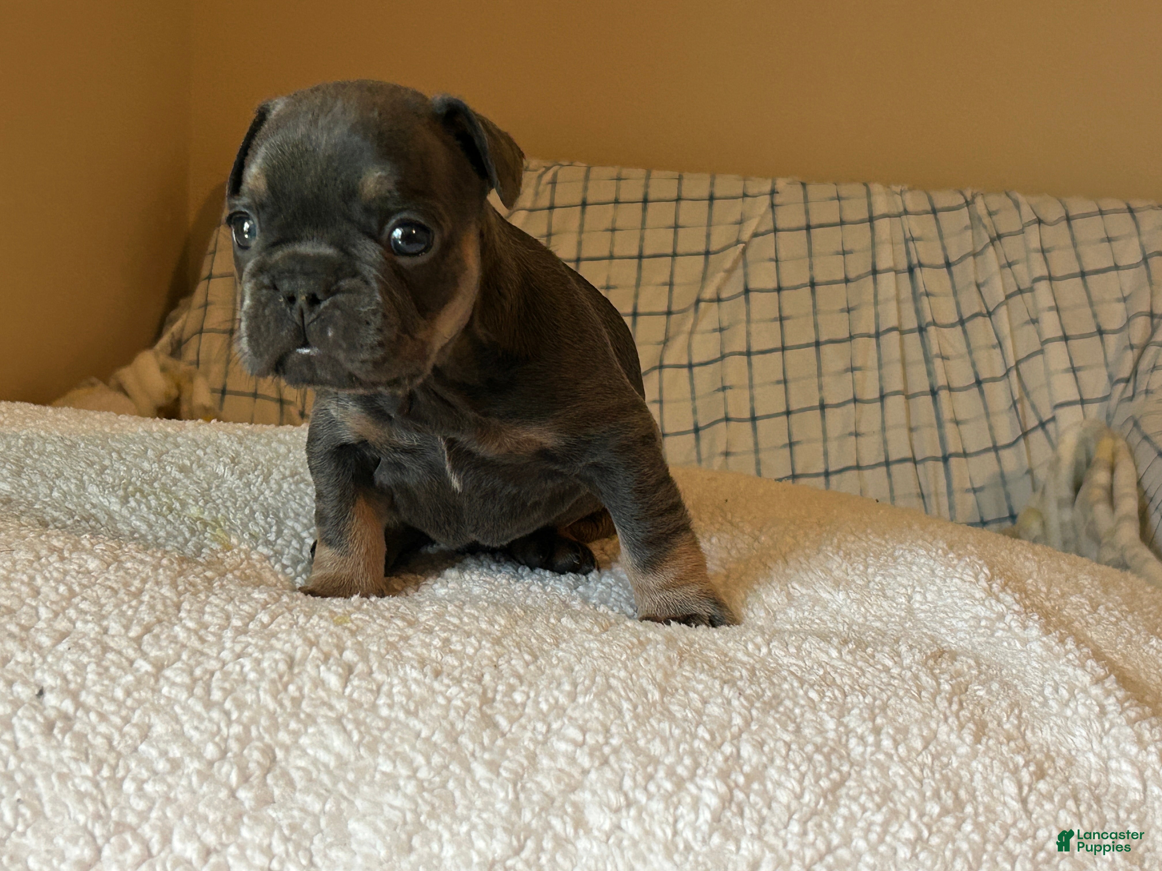 French Bulldog dogs French Bulldog Puppy 5 - Ad 29