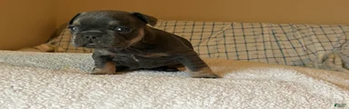 French Bulldog Puppy 5