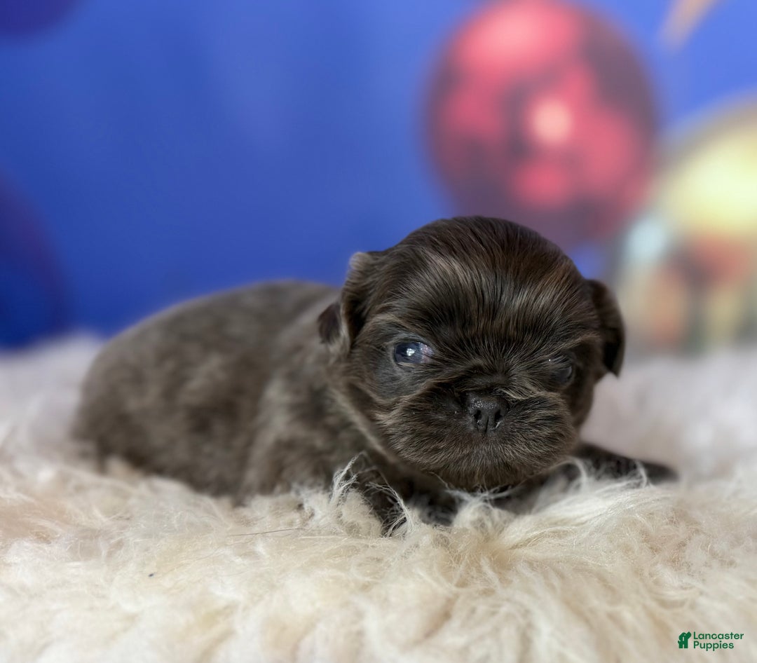 Pekingese dogs for sale: Akc DNA OFA Blue boots  - Ad 7
