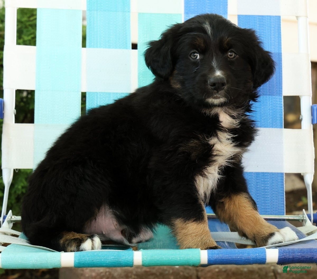 Australian Shepherd dogs for sale: Skyler - Ad 8