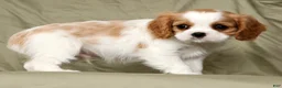 Cavalier King Charles Spaniel dogs for sale: Malik - Ad 5