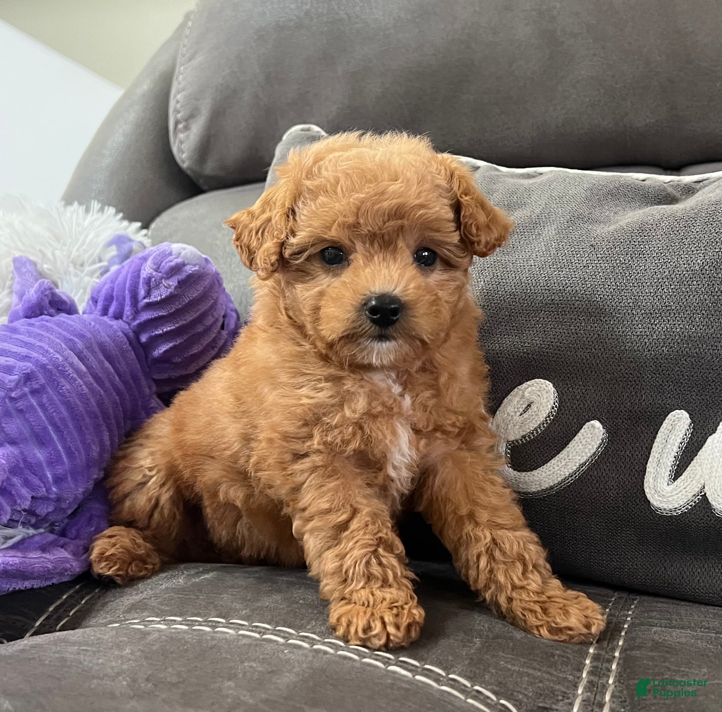 Mini Goldendoodle dogs for sale: Nova (Micro Mini Goldendoodle) - Ad 2