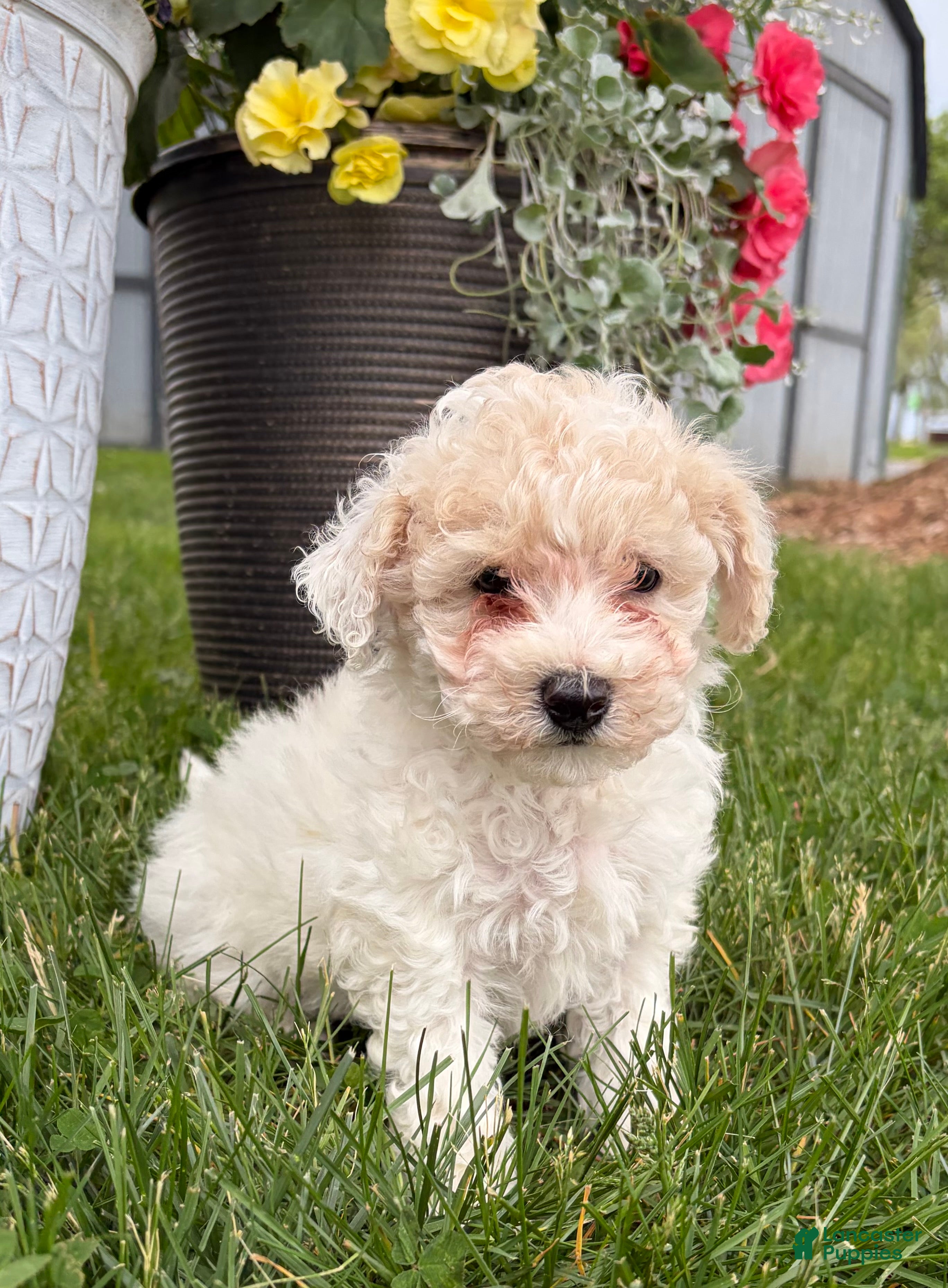 Bichpoo dogs Fluffy - Ad 2