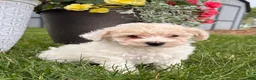 Bichpoo dogs for sale: Fluffy - Ad 2