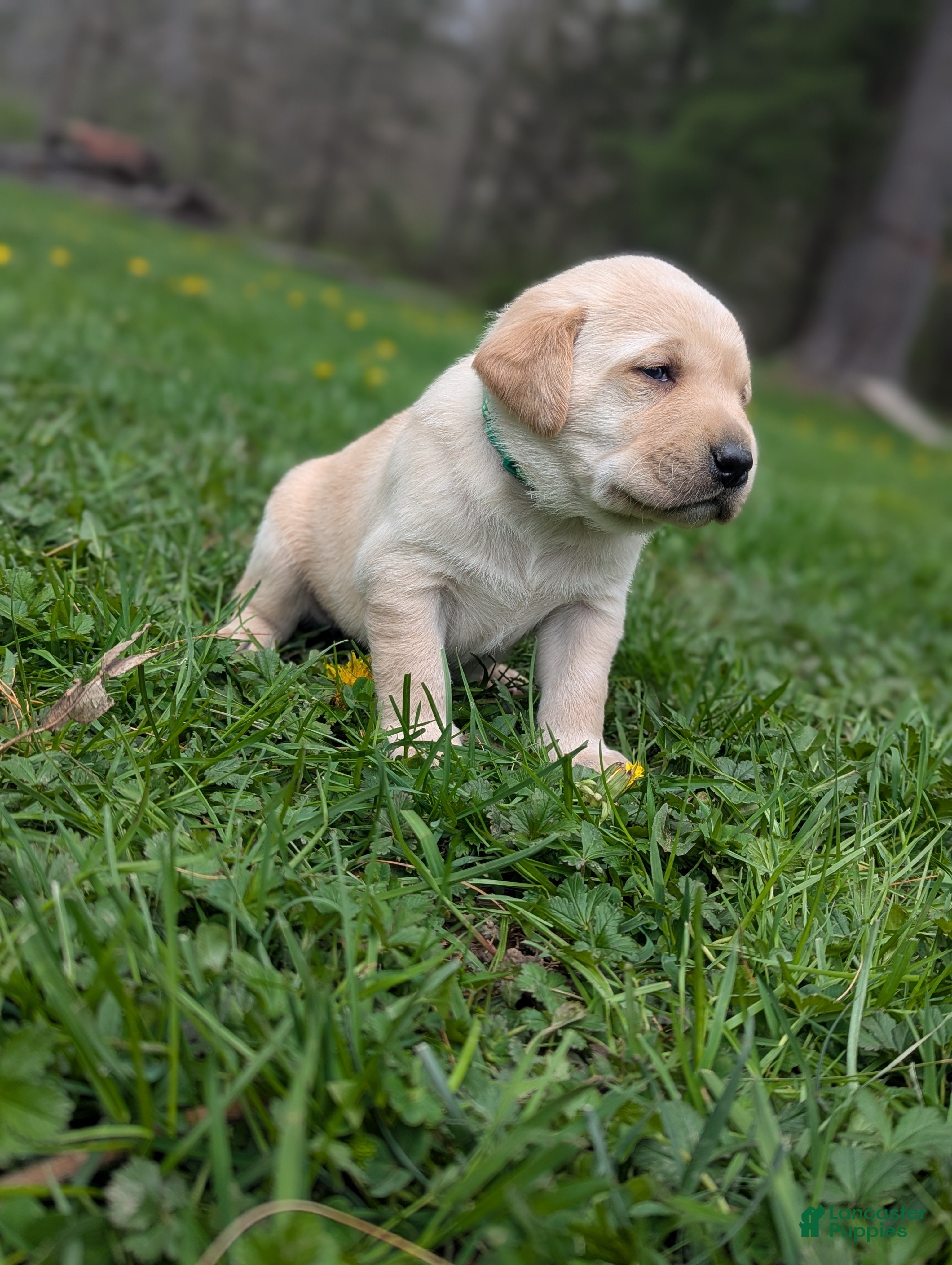 Labrador Retriever dogs Charles - Ad 2