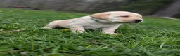 Labrador Retriever dogs for sale: Charles - Ad 2