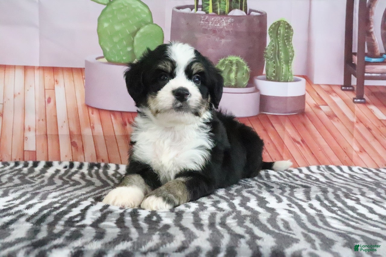 Mini Bernedoodle dogs Scout - Ad 2