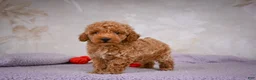 Miniature Poodle dogs for sale: Leo - Ad 5
