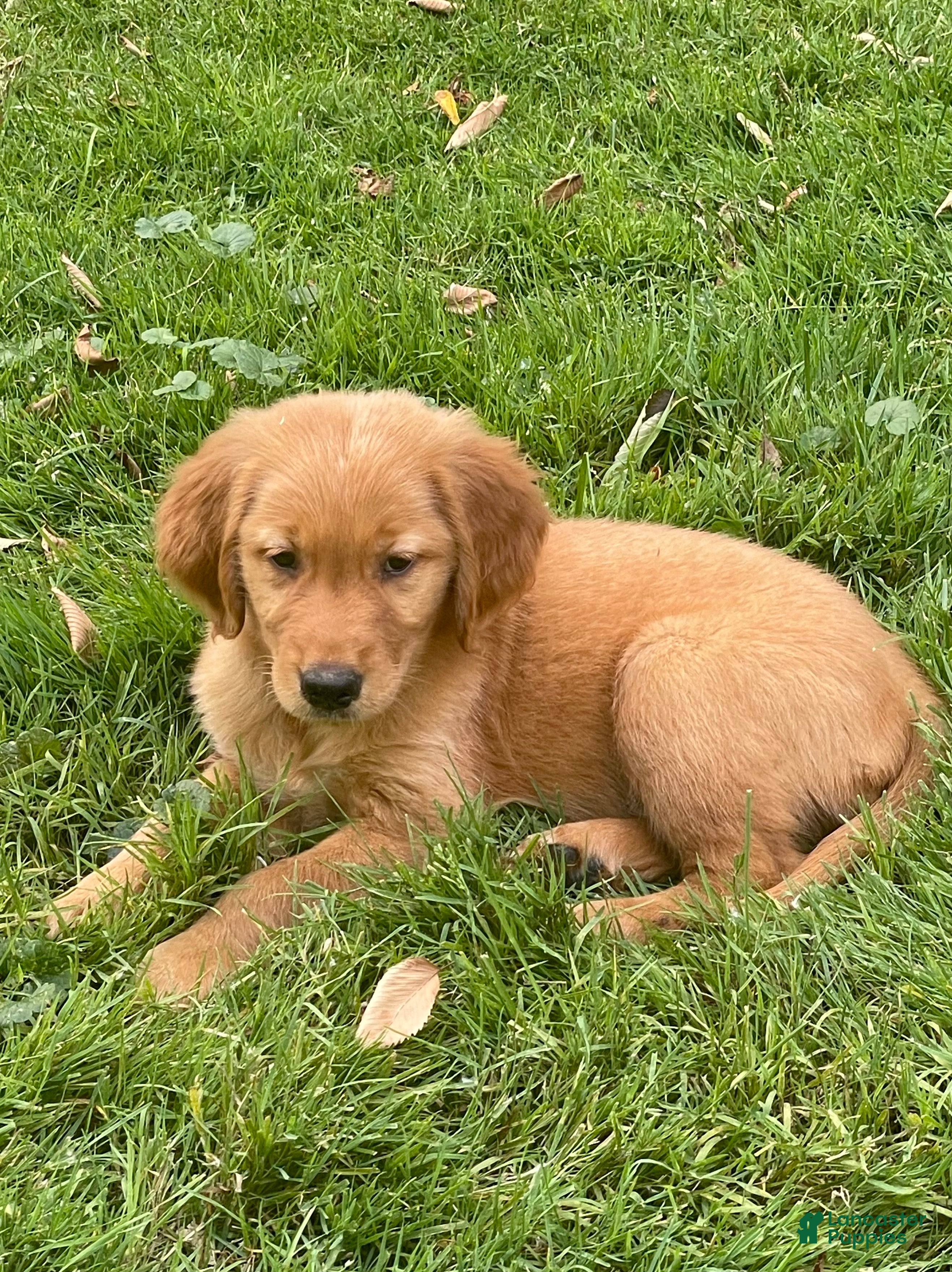 Golden Retriever dogs Golden Retriever 1 - Ad 2