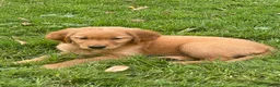 Golden Retriever dogs for sale: Golden Retriever 1 - Ad 2