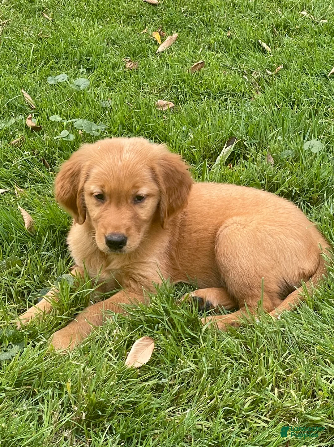 Golden Retriever dogs for sale: Golden Retriever 1 - Ad 2