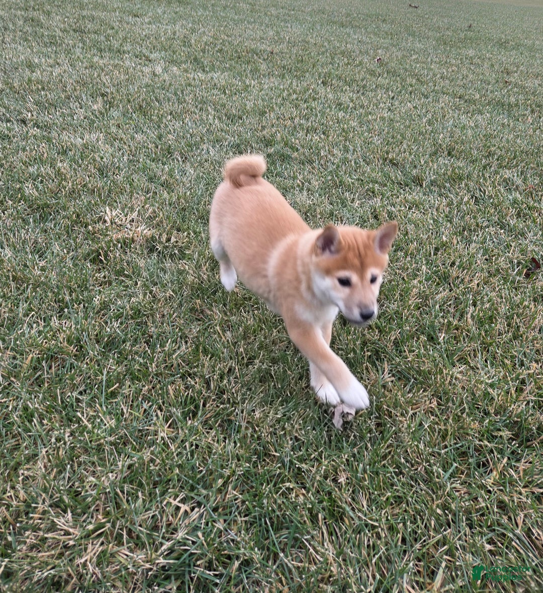 Shiba Inu dogs for sale: Luna - Ad 5