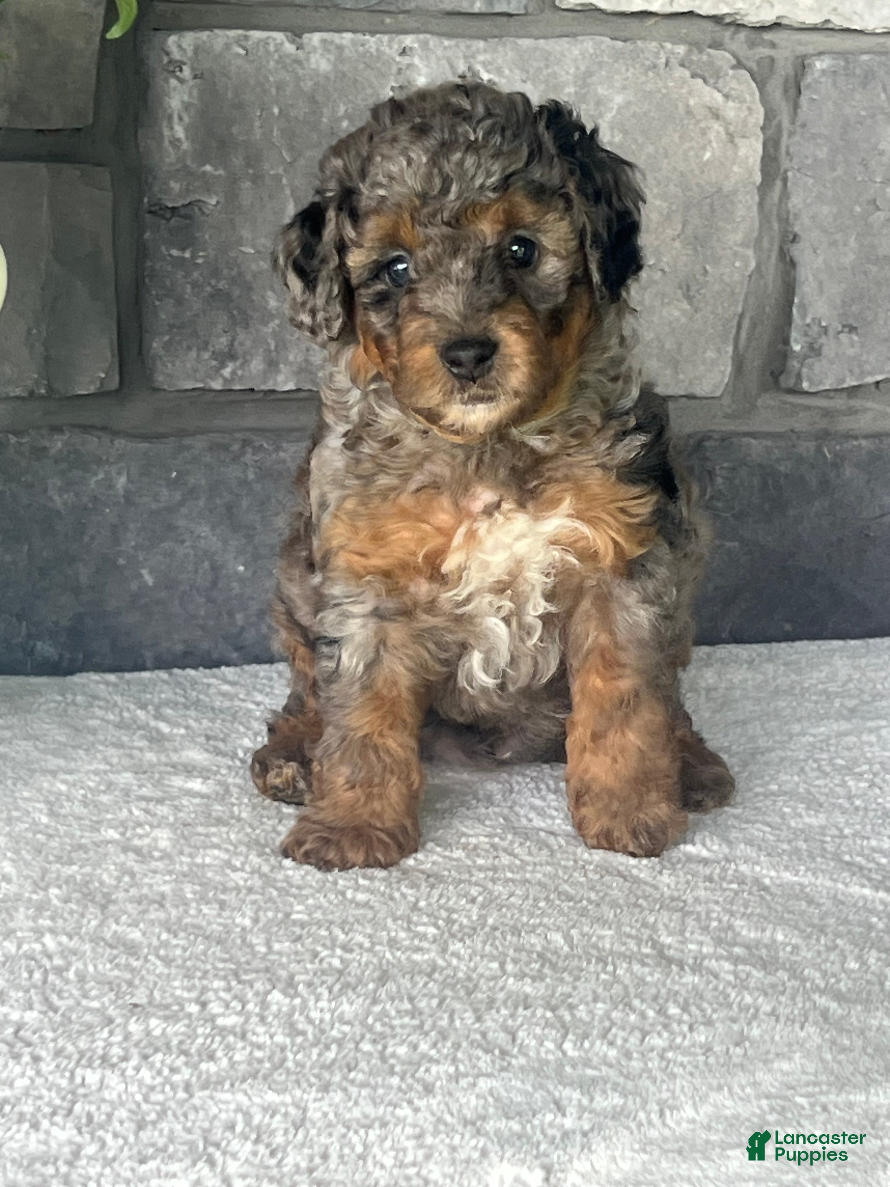 Mini Goldendoodle dogs Bourbon Mini Goldendoodle Puppy  - Ad 1