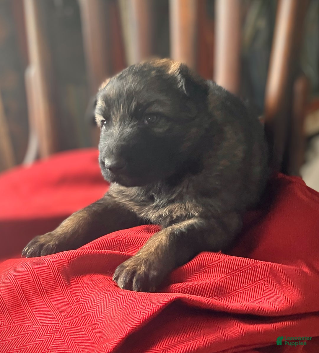 German Shepherd dogs for sale: ♥️KING♥️ - Ad 7