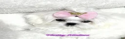 Maltese dogs for sale: Maya - Ad 2