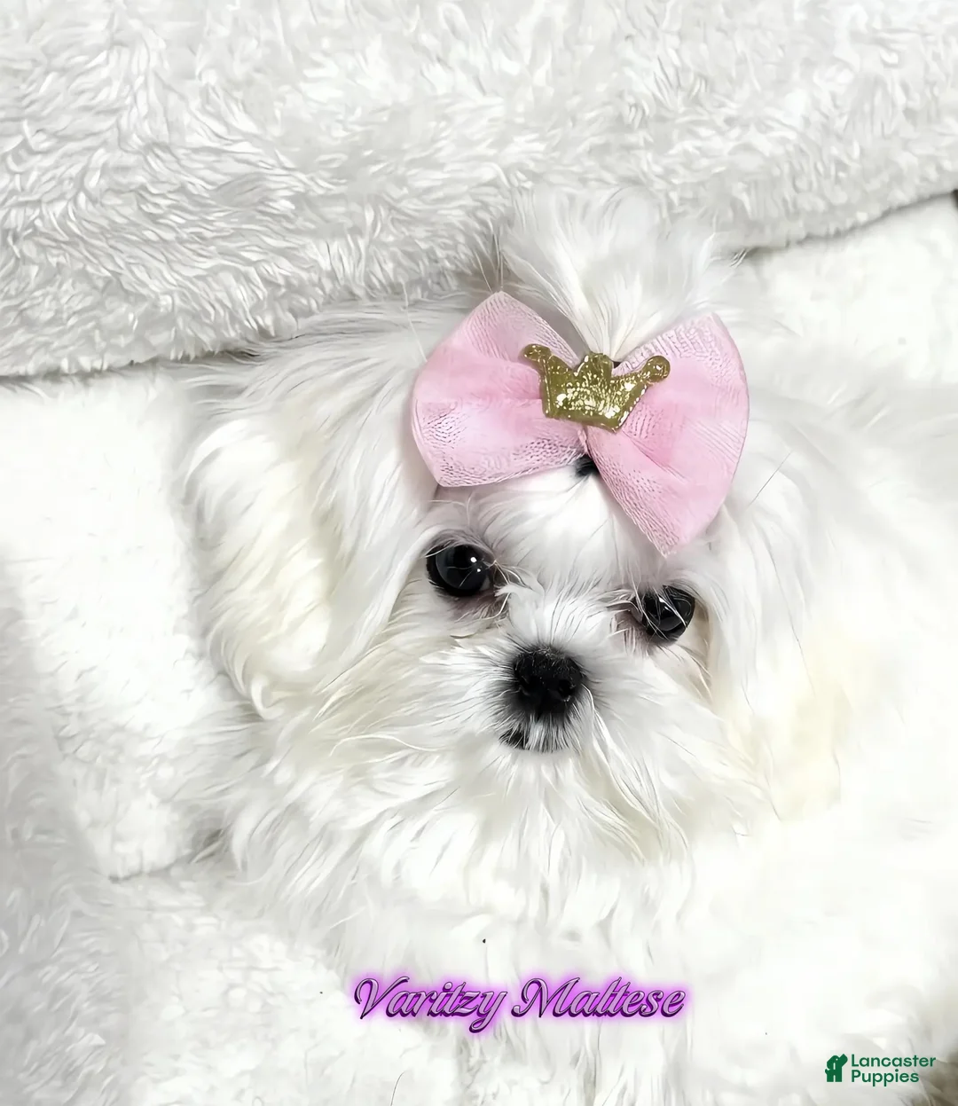 Maltese dogs for sale: Maya - Ad 2