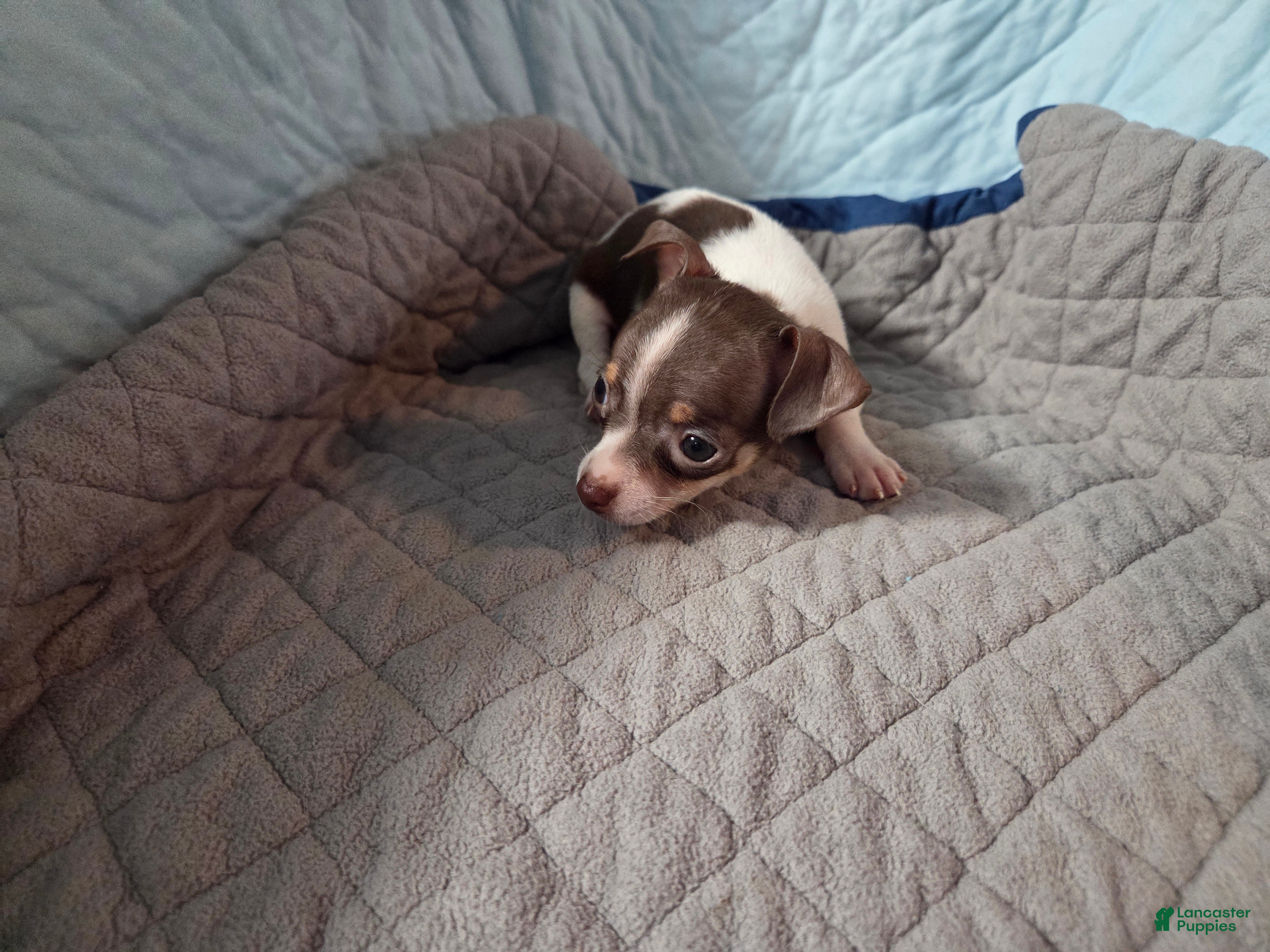 Chihuahua dogs Chihuahua 2 - Ad 1