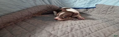 Chihuahua 2