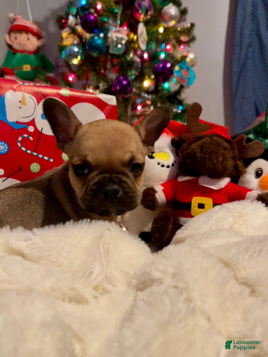 French Bulldog dogs for sale: Toffee - Ad 1