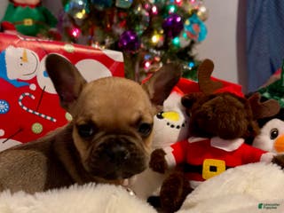 French Bulldog dogs Toffee - Ad 7