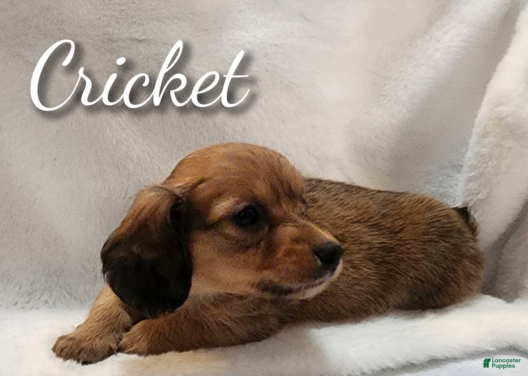Miniature Dachshund dogs for sale: Cricket long hair  - Ad 1