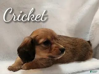Miniature Dachshund dogs Cricket long hair - Ad 24