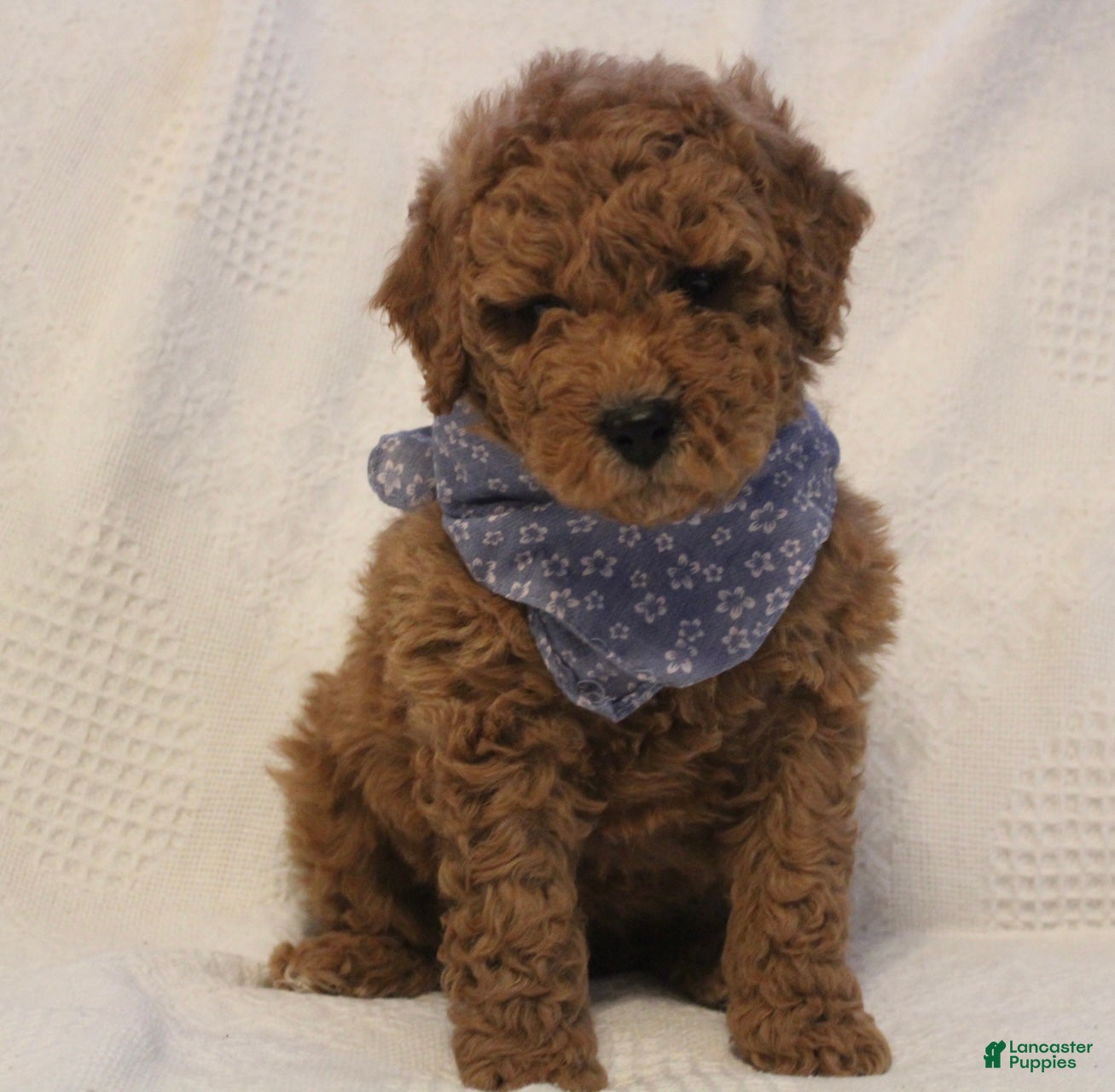 Mini Goldendoodle dogs Archie - Ad 1