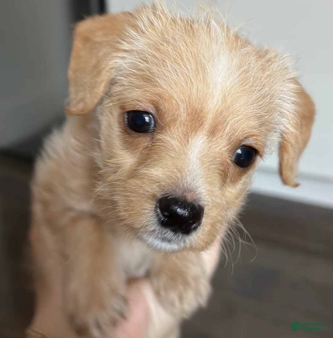Mixed Breed dogs for sale: Mixed Breed 1 - Ad 1