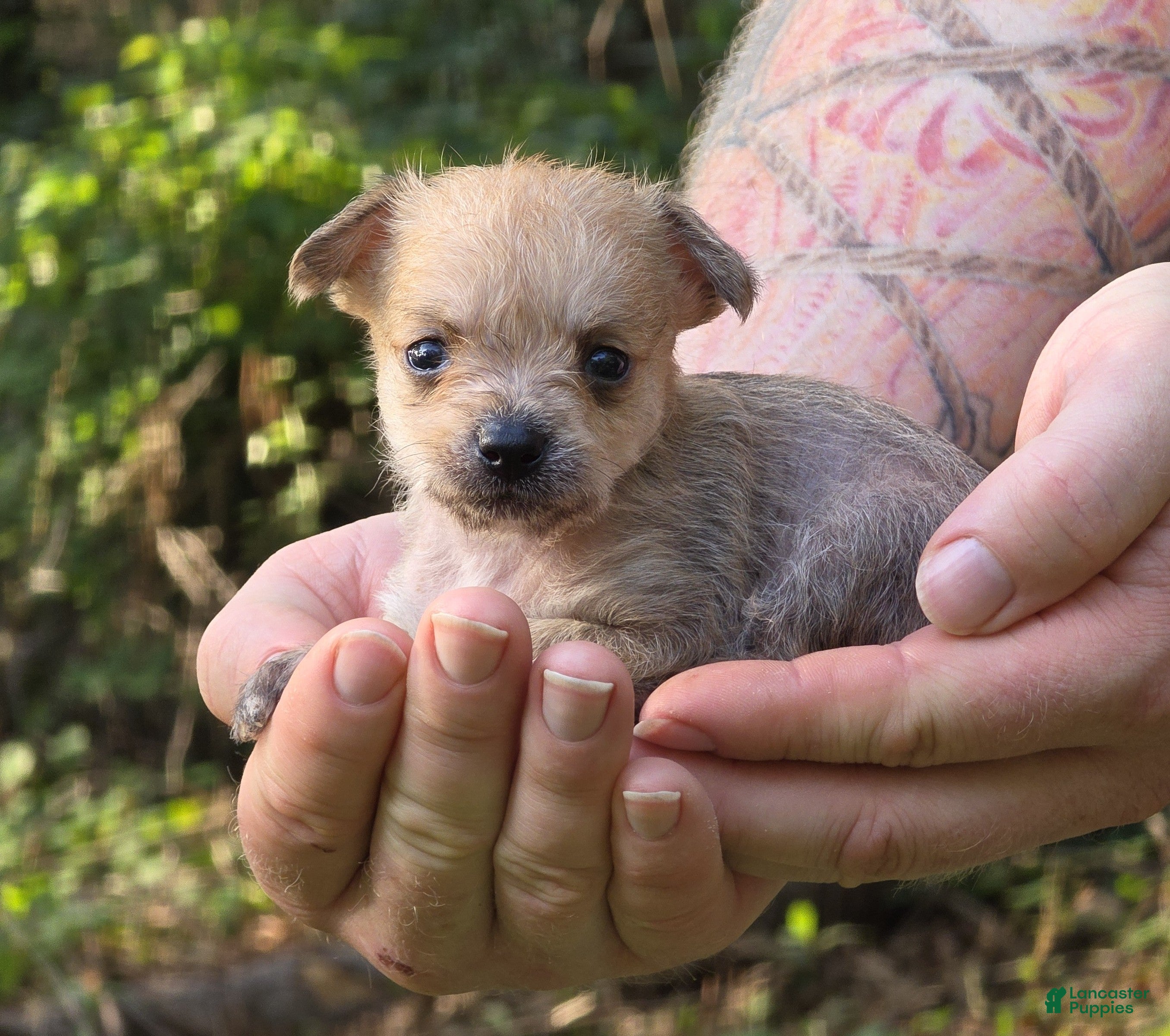 Mixed Breed dogs Chewbacca  - Ad 1