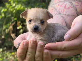 Mixed Breed dogs for sale: Chewbacca - Ad 1