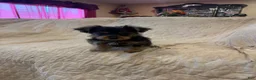 Yorkshire Terrier dogs for sale: Boy  - Ad 2