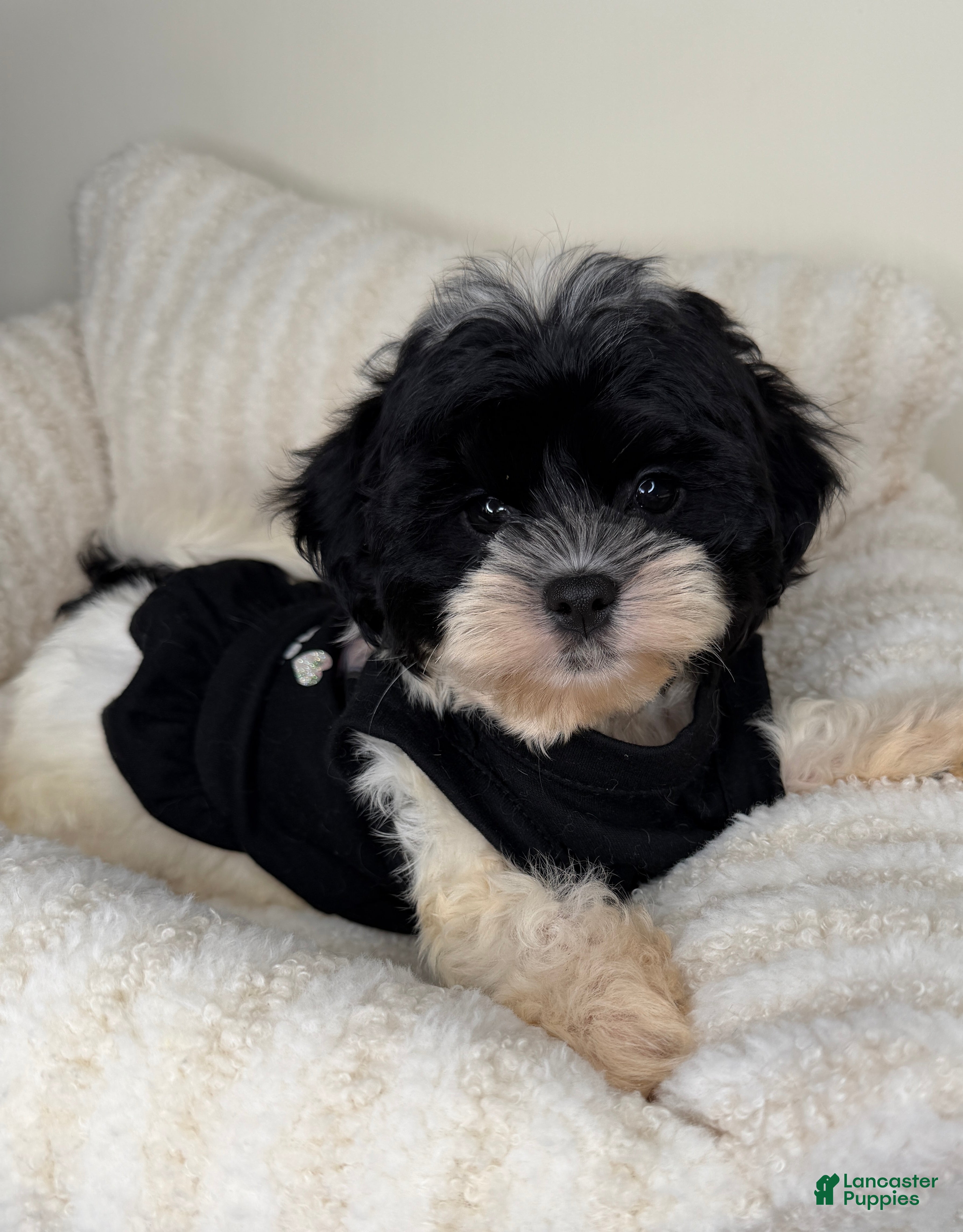 Teddy Bear dogs Boba - Ad 32