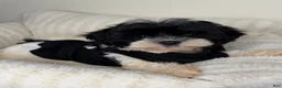 Teddy Bear dogs for sale: Boba - Ad 1