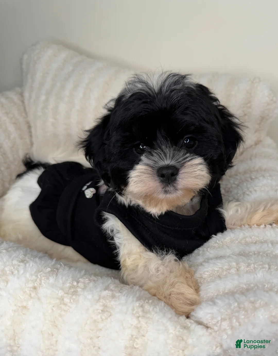 Teddy Bear dogs for sale: Boba - Ad 1